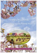 The Cherry Blossom Trees of the Arakawa and the Potomac Rivers